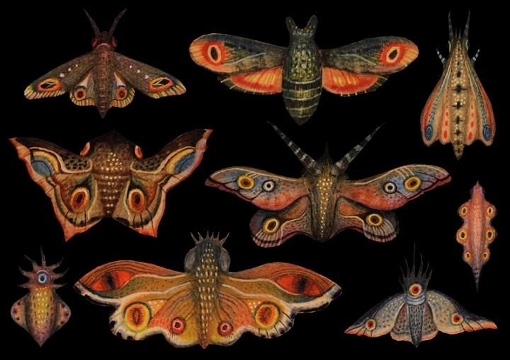 Vladimir Stankovic - butterflies