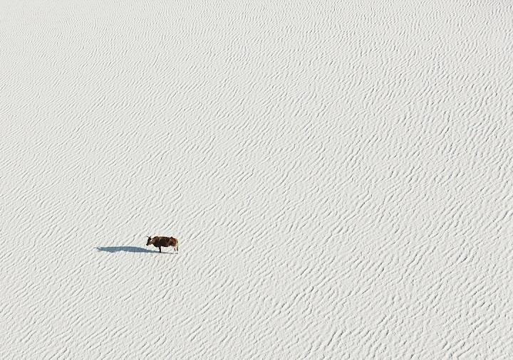 Zack Seckler - wildlife aerial photo